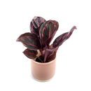 Calathea Dottie Babyplant