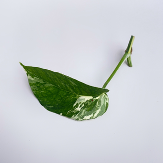 Epipremnum Pinnatum Variegata Cutting