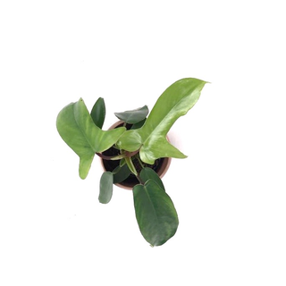Philodendron Florida Beauty Green Babyplant