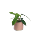 Philodendron Florida Beauty Green Babyplant