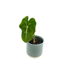 Alocasia frydek Babyplant