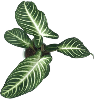 Xanthosoma lindenii Angel Wings L