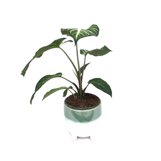 Xanthosoma lindenii Angel Wings L