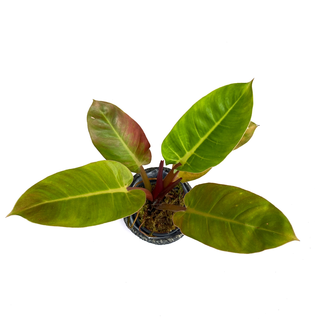 Philodendron melinonii