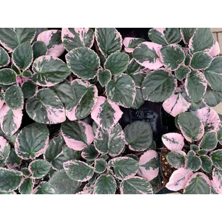 Streptocarpus sect. saintpaulia variegata