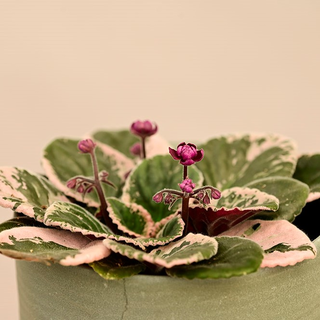 Streptocarpus sect. saintpaulia variegata