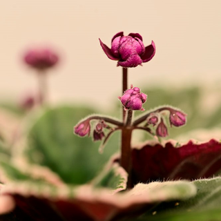 Streptocarpus sect. saintpaulia variegata