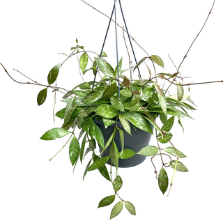 Hoya memoria Hängeampel  L