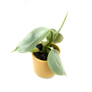 Philodendron hastatum silver sword Babyplant