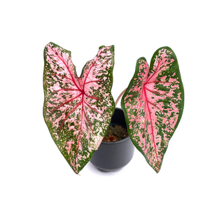 Caladium Pink Beauty