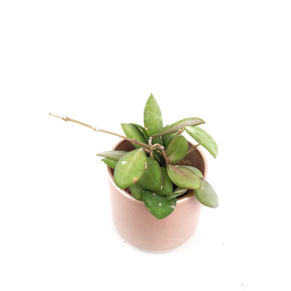 Hoya Rosita Babyplant