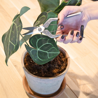 Zimmerpflanzenschere gro