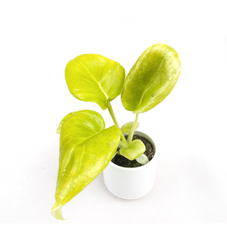 Philodendron Selloum Gold Babyplant