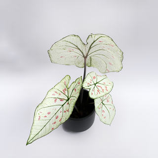 Caladium Strawberry Star