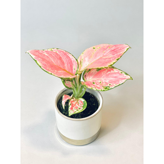 Aglaonema Pink Babyplant