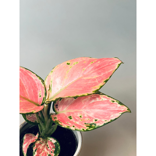 Aglaonema Pink Babyplant