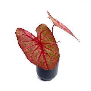 Caladium Autumn Beauty