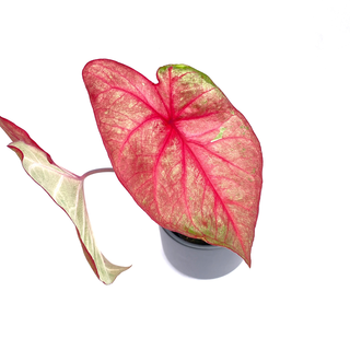 Caladium Autumn Beauty