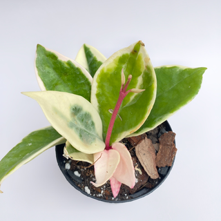 Hoya albomarginata variegata M