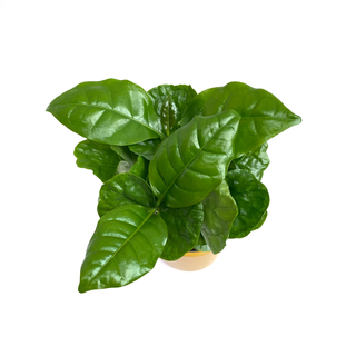 Coffea arabica Kaffeepflanze