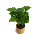 Coffea arabica Kaffeepflanze