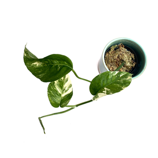 Epipremnum Pinnatum Variegata M