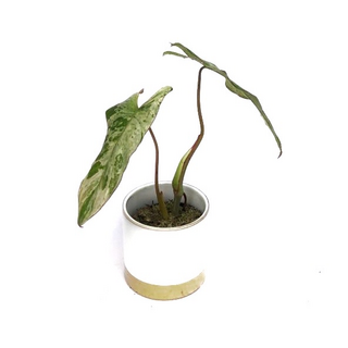 Philodendron Paraiso Verde variegata