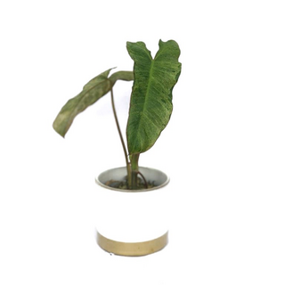 Philodendron Paraiso Verde variegata