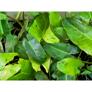 Philodendron Paraiso Verde variegata