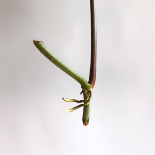 Philodendron pedatum Ableger