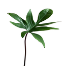 Philodendron pedatum Cutting