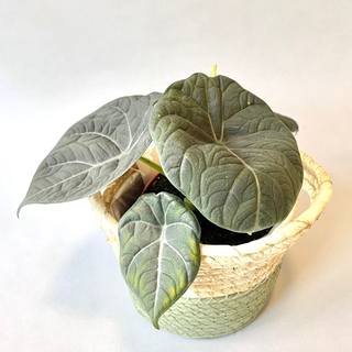 Alocasia melo