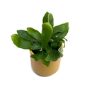 Platycerium bifurcatum Babyplant