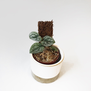 Monstera dubia Ableger