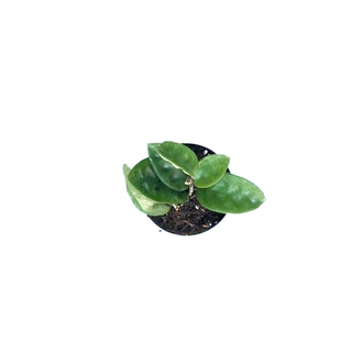 Hoya carnosa Krinkle 8