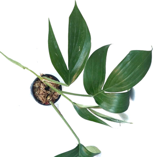 Rhaphidophora decursiva