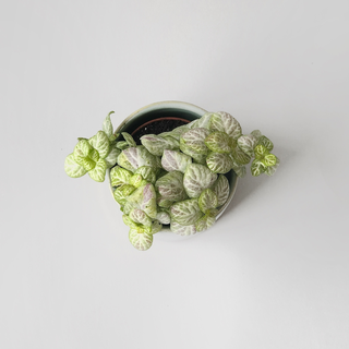 Fittonia Bubble lemon light Babyplant