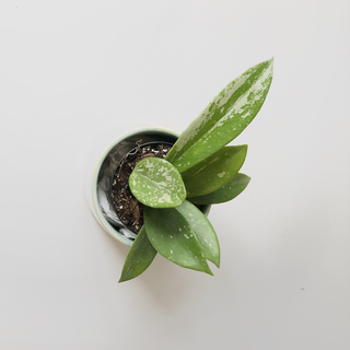 Hoya pubicalyx Silver Splash