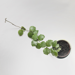 Hoya endauensis Babyplant