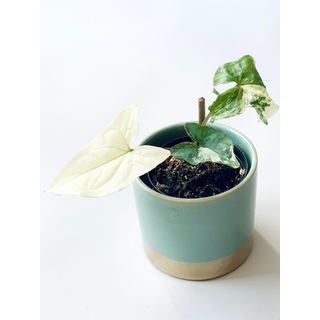 Syngonium podophyllum albo variegata 1 Blatt Ableger