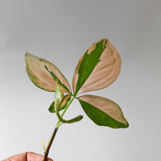 Syngonium Pink Splash Ableger