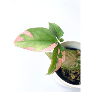 Syngonium Pink Splash Ableger