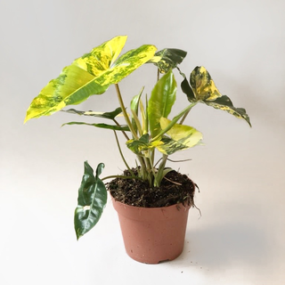 Philodendron Burle Marx variegata XL