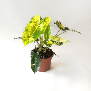 Philodendron Burle Marx variegata XL