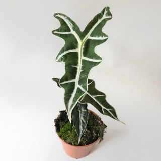 Alocasia sanderiana Nobilis L