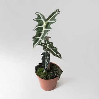 Alocasia sanderiana Nobilis L