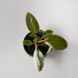 Philodendron Pink Princess S