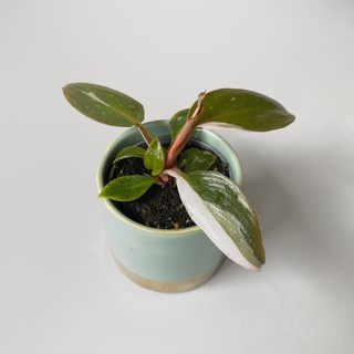 Philodendron Pink Princess S