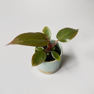 Philodendron Pink Princess S