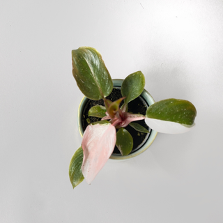 Philodendron Pink Princess S